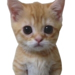 El CAT NATION
