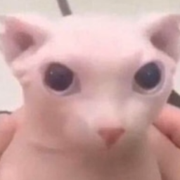 bingus pet simulator