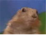 Beaver Team