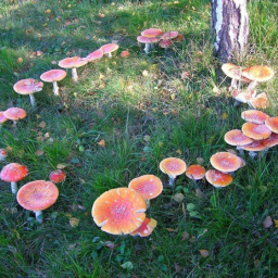 🍄