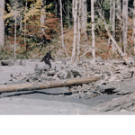 THE CRYPTID GROUP