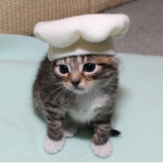 #CAT SQAUD
