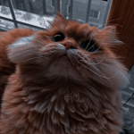 ѕнαιкнα'ѕ ωαя∂яσвє