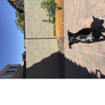 JJ the dog