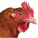 Chickens > Foxes