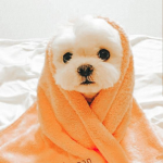 Iheartdogs<3