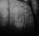 /forest