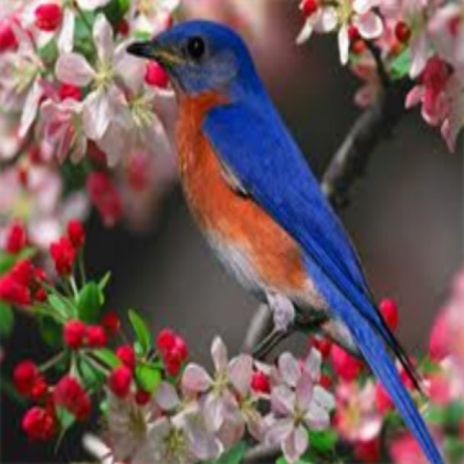 Bird BackGround [My GUI' Background] Roblox decal