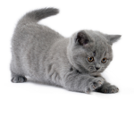 i gatti di luca siamo british