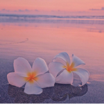 petals <3 <3