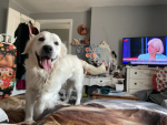 My golden retriever gang