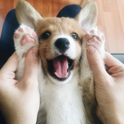 Corgi Hangout!