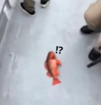 fish!?