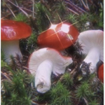 Mushroom gang :)