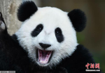 panda fans only5555
