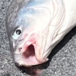 Floppy noobfishbanit