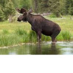 [ME] Moose Empire