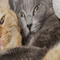 Cat breeds and pictures!!