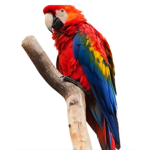 Love Animals.....