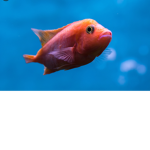 Fishy gang (on roblox)