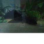 the axolotl group:)