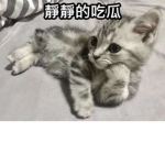 免費r幣好友加入
