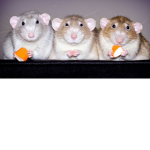 Roblox Rat group