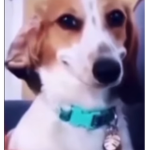 Wearadogoutfit