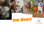 Pet classes