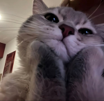cattified