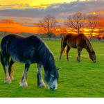 The 2 riders