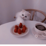 swag.kittens