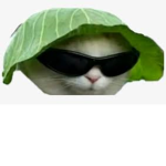 Cattttts