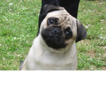 hi im a pug