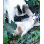 WARRIOR CATS!!.
