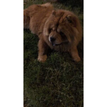 Teddy squad boo