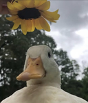 Forever ducks