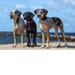 #The Dog Army