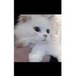 Zaya<3