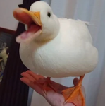 Giga Ducks United