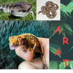 Anti Reptile Abuse Team
