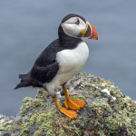 Puffin class