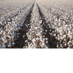 My Cottonfield