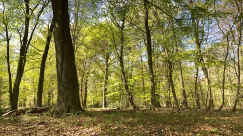 The Tree