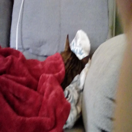 Sleepy sleepy cat