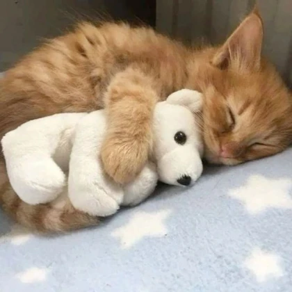 cute sleepy cat