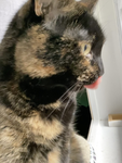 Eggthecat