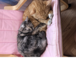 Graycatz