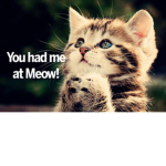 Best Meow Gang