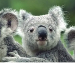Dolphin/Koalas